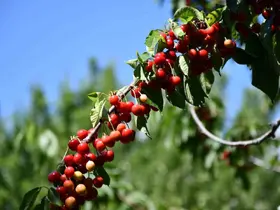 Akşehir’de "Kiraz Hasat Şenliği" coşkusu
