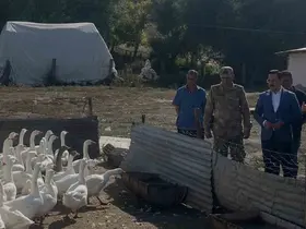 Akyaka’da kaz yetiştiriciliğine yakın takip
