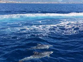 Alanya açıklarında yunus sürüsü dronla görüntülendi
