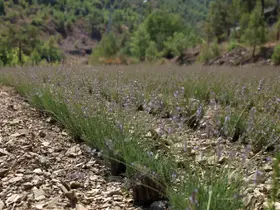 Alanya Belediyesi’nin lavanta bahçesinde ilk hasat yapıldı
