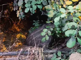 Alanya’da elektrik direğine bağlı yaralı domuz yavrusu kurtarıldı
