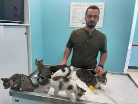 Alanya’da hayvana eziyet cezasız kalmadı
