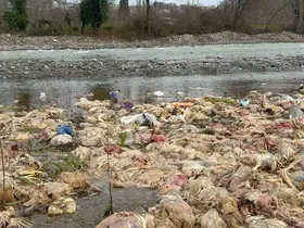 Alaplı’da çay yatağında onlarca tavuk ölüsü bulundu
