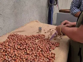 Alaplı’da fındık hasat tarihleri belli oldu
