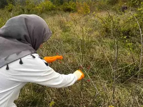 Alaplı’da kuşburnu hasadı başladı
