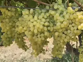 Alaşehir’de çiftçilere son uyarı
