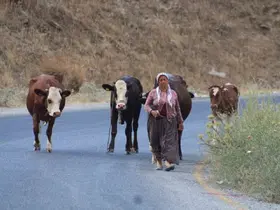 Alevlerden kaçtılar, hayvanlarını ve kendi canlarını zor kurtardılar
