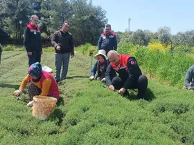 Altınözü’nde zahter hasadı başladı

