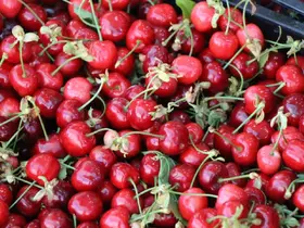 Amasya kirazı tezgahlarda: Fiyatı 50-100 TL arasında
