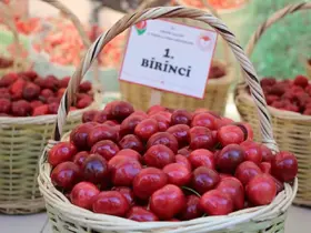 Amasya’da 65. Kiraz Teşvik Yarışması yapıldı
