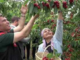 Amasya’da dalları kiraz bastı, bu yıl 50 bin ton rekolte bekleniyor
