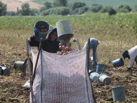 Amasya’da patates hasadı başladı: 130 bin ton rekolte bekleniyor
