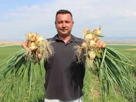 Amasya’da soğan bir bardak çaydan bile ucuz
