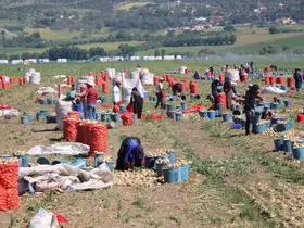 Amasya’da soğan hasadı başladı: Tarlada kilosu 12-25 TL arasında
