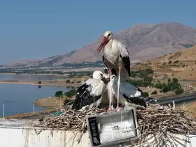 Anadolu’da leyleklerin göç hazırlığı
