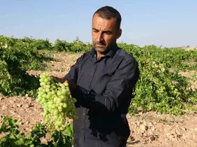 Anadolu’nun Unutulan Lezzeti "tahannebi" üzümü Malatya’da yeniden ekonomiye kazandırılıyor
