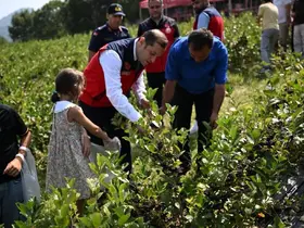 Andırın’da aronya hasadı
