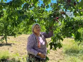 Andırın’da Çığşar kirazında hasat başladı
