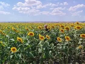 Anıza ayçiçeği ekimi yapan çiftçi kazanıyor
