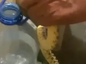 Ankara Polatlı’da yılan paniği
