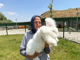 Ankara tavşanları yeniden hayat buldu: Hedef, üretim ve kadın istihdamı
