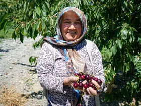 Ankara’da geçen yıl don vuran kiraz bahçelerinde bu yıl 80 tonluk rekolte bekleniyor

