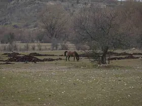 Ankara’da yılkı atları havadan görüntülendi
