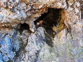 Anne ayı ve yavruları inlerinde dron kamerasıyla görüntülendi
