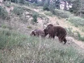 Anne ayı ve yavruları kamerada
