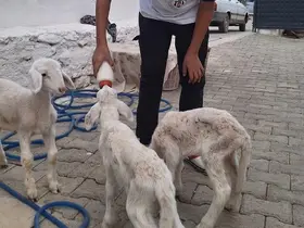 Anne sütünün yetmediği sevimli kuzular biberonla besleniyor
