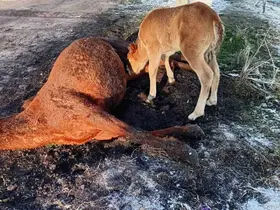 Annesini kaybeden tay, onu hâlâ emmeye çalıştı
