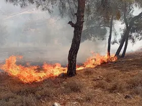 Antakya’da orman yangını