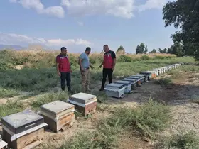 Antakya’da arıcılar bal sağımını sürdürüyor
