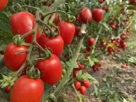 Antalya Ticaret Borsası, Ocak ayı hal endeksini açıkladı
