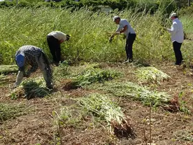 Antalya’da altın susamda hasat başladı
