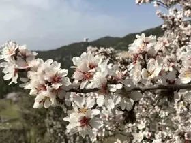Antalya’da badem ağaçları çiçek açtı, doğada renk cümbüşü yaşanıyor

