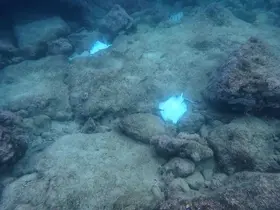 Antalya’da deniz dibinde çok sayıda ölü vatoz görüntülendi
