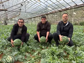 Antalya’da  kış karpuzu hasadı için geri sayım başladı
