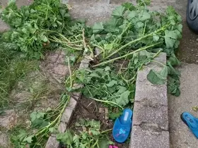 Antalya’da küçük çocuk ikinci kattan düştü, olayı kırıklarla atlattı
