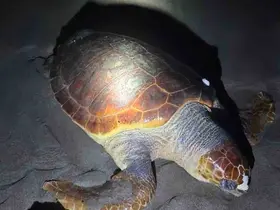 Antalya’da sahilde dev caretta caretta ölü bulundu
