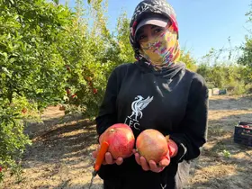 Antalya’da yağmur uyarıları nar hasadını öne çekti: Tarlada kilosu 15-30 lira arasında
