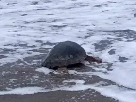 Antalya’da yaralı bulunan Caretta caretta tedavisinin ardından yeniden özgürlüğe kavuştu
