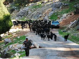 Antalya’da Yörüklerin 4 aydır kaldıkları yaylalardan dönüşleri başladı

