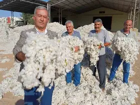 Araban Ovası’nda makinalı pamuk hasadı buruk başladı
