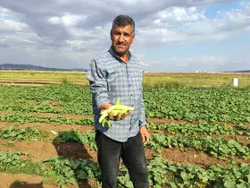 Araban Ovası’nda turşuluk acura yoğun talep
