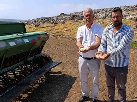Araban sarımsağında zambak anaç tohum dönemi başlıyor
