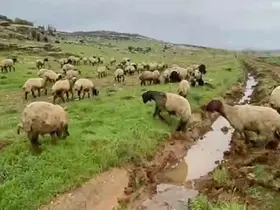 Araban’da kurbanlıklar satışa hazır
