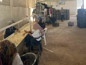 Arabanlı sarımsak çiftçisi, Ata tohumu tesisi kurdu
