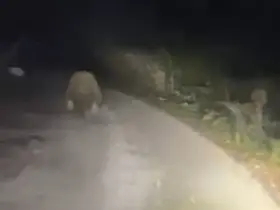 Aracın ışıklarından korkan ayı böyle kaçtı
