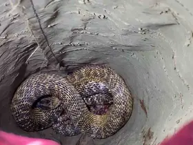 Aracının motorunda yılanı gören sürücü soluğu itfaiyede aldı
